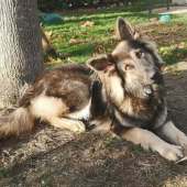Apache