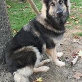 Apache
