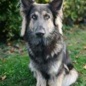Apache