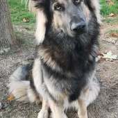 Apache