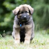 Aslan
