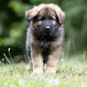Aslan