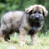 Aslan