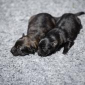 De gauche à droite : la femelle fauve charbonnée et la femelle noire