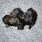 De gauche à droite : la femelle fauve charbonnée et la femelle noire