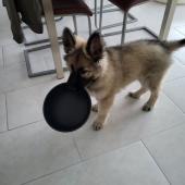 Rex