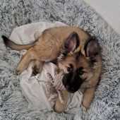 Rex