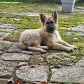 Arley