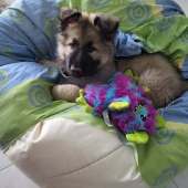 Rex