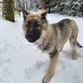 Rex