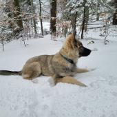 Rex