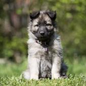 Laska