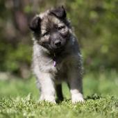 Laska