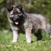 Laska