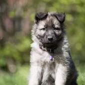 Laska