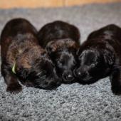 De gauche à droite : les deux femelles fauves charbonnées et la femelle noire 