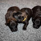 De gauche à droite : les deux femelles fauves charbonnées et la femelle noire 