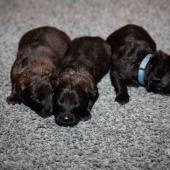 De gauche à droite : les deux femelles fauves charbonnées et la femelle noire 