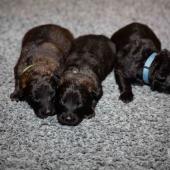 De gauche à droite : les deux femelles fauves charbonnées et la femelle noire 