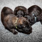 De gauche à droite : les deux femelles fauves charbonnées et la femelle noire 