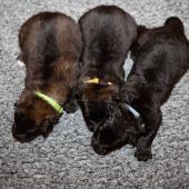 De gauche à droite : les deux femelles fauves charbonnées et la femelle noire 