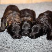 De gauche à droite : les deux femelles fauves charbonnées et la femelle noire 