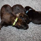 De gauche à droite : les deux femelles fauves charbonnées et la femelle noire 