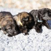 De gauche à droite : les deux femelles fauve charbonnées et la femelle noire 