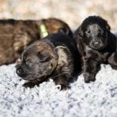 De gauche à droite : les deux femelles fauve charbonnées et la femelle noire 
