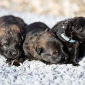 De gauche à droite : les deux femelles fauve charbonnées et la femelle noire 