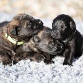 De gauche à droite : les deux femelles fauve charbonnées et la femelle noire 