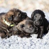 De gauche à droite : les deux femelles fauve charbonnées et la femelle noire 