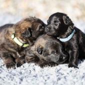 De gauche à droite : les deux femelles fauve charbonnées et la femelle noire 
