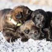 De gauche à droite : les deux femelles fauve charbonnées et la femelle noire 