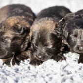 De gauche à droite : les deux femelles fauve charbonnées et la femelle noire 