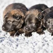 De gauche à droite : les deux femelles fauve charbonnées et la femelle noire 