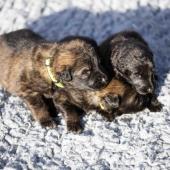 De gauche à droite : les deux femelles fauve charbonnées et la femelle noire 