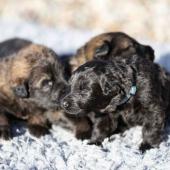De gauche à droite : les deux femelles fauve charbonnées et la femelle noire 