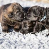 De gauche à droite : les deux femelles fauve charbonnées et la femelle noire 