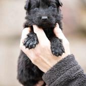 Femelle noire collier bleu