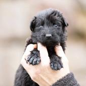 Femelle noire collier bleu