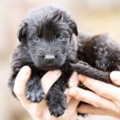 Femelle noire collier bleu