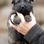 Femelle fauve charbonnée collier jaune 
