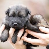 Femelle fauve charbonnée collier jaune 