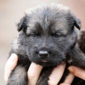 Femelle fauve charbonnée collier jaune 