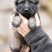 Femelle fauve charbonnée collier vert