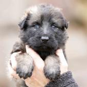 Femelle fauve charbonnée collier vert