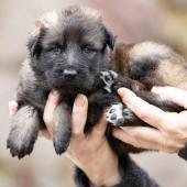 Femelle fauve charbonnée collier vert