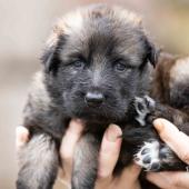 Femelle fauve charbonnée collier vert