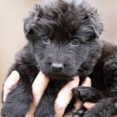 Femelle noire collier bleu